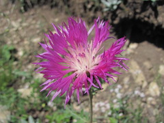 Psephellus daghestanicus