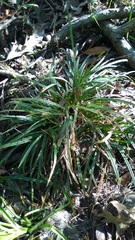 Carex styloflexa