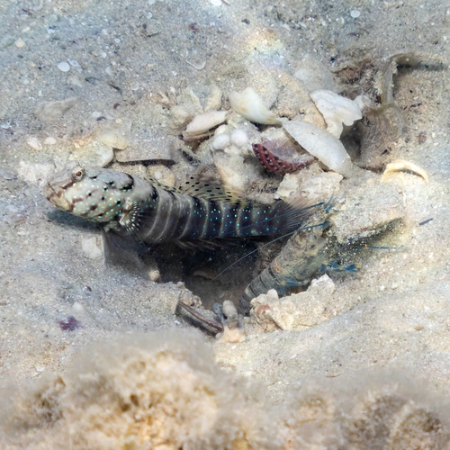 Pinkspotted shrimpgoby (Cryptocentrus cryptocentrus) — Gobiidae