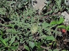 Psephellus daghestanicus