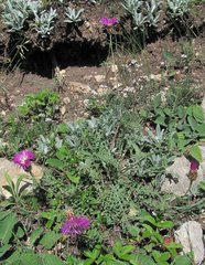 Psephellus daghestanicus