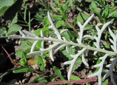 Psephellus daghestanicus