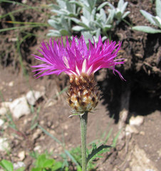 Psephellus daghestanicus