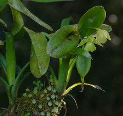 Epidendrum hunterianum image