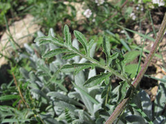 Psephellus daghestanicus