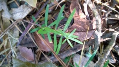 Galium bermudense