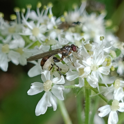 Sphegina elegans