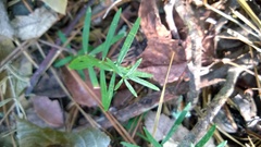 Galium bermudense
