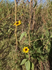 Helianthus paradoxus