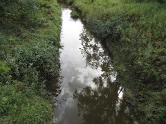 Trepobates pictus