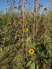Helianthus paradoxus