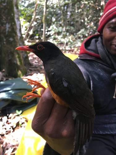 Taita Thrush (Turdus helleri), photo 2