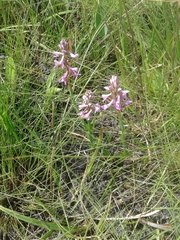 Disa stachyoides