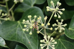 Vespula