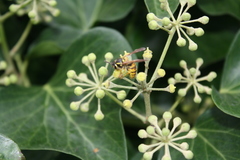 Vespula
