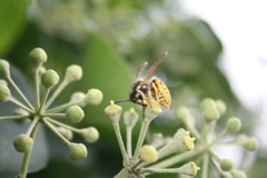 Vespula