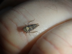 Paraphlepsius collitus