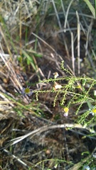 Symphyotrichum walteri