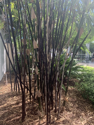 common bamboo