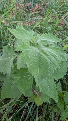 Sigesbeckia orientalis iNat (3)
