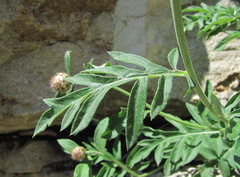 Psephellus daghestanicus