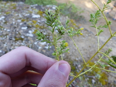 Odontites viscosus viscosus