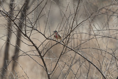 Rhodophoneus cruentus