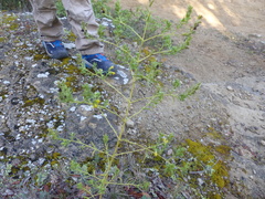 Odontites viscosus viscosus