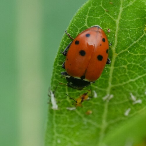 Variegated Lady Beetle photo 5