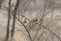 Rhodophoneus cruentus