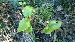 Echinodorus cordifolius