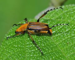 Macrodactylus sulphureus