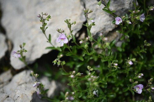 Veronica fruticulosa, photograph 6