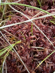 Sphagnum magellanicum
