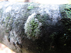 Buellia griseovirens