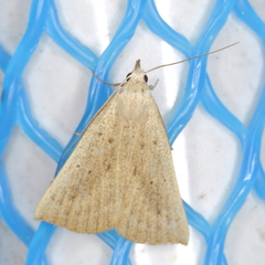 Macrochilo louisiana