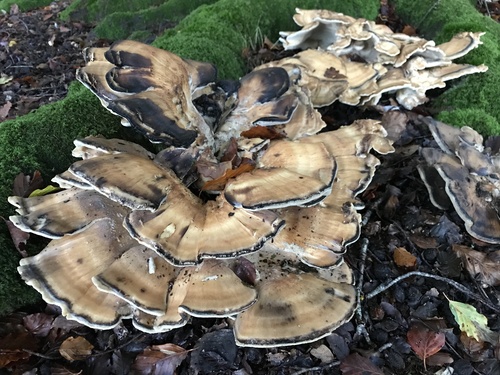Giant Polypore