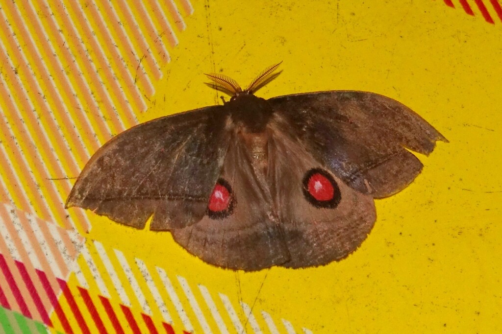Gamelia abas