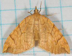 Eulithis propulsata