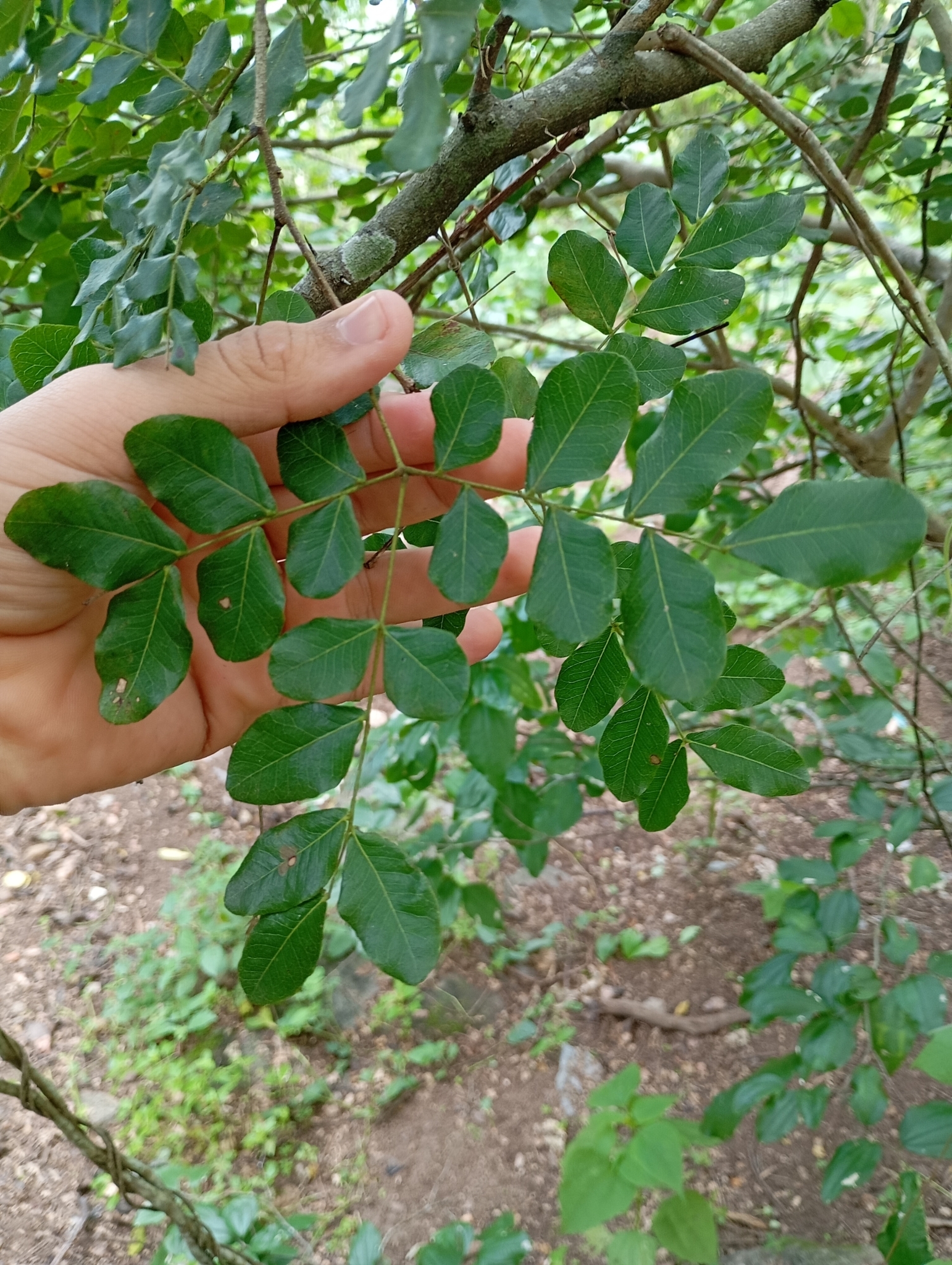 Cenostigma pyramidale