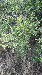 Rhamnus oleoides
