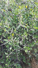 Rhamnus oleoides
