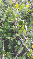 Rhamnus oleoides