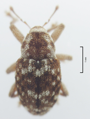 Storeus albosignatus
