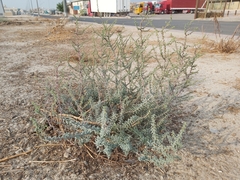 Suaeda vermiculata