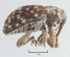 Storeus albosignatus