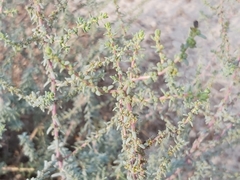 Suaeda vermiculata