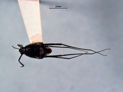 Trepobates subnitidus