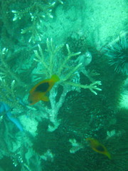 Amphiprion ephippium