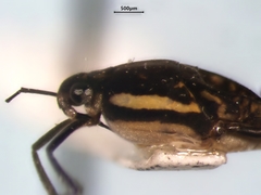 Trepobates subnitidus